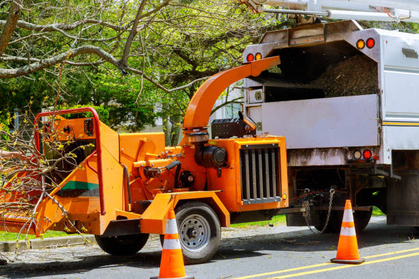 How Our Tree Care Process Works  in  Willows, CA