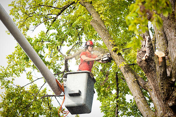 Willows, CA  Tree Services Company